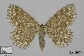 Attēlu rezultāti vaicājumam “Scopula immorata”