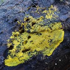 Attēlu rezultāti vaicājumam “Physarum penetrale”