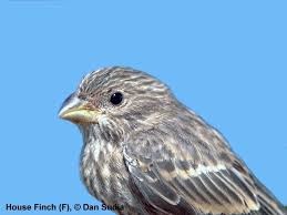 Attēlu rezultāti vaicājumam “Fringillidae”