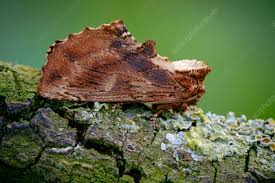 Attēlu rezultāti vaicājumam “Ptilodon capucina imago”