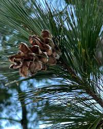 Attēlu rezultāti vaicājumam “Pinus peuce”