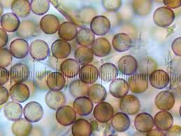 Attēlu rezultāti vaicājumam “Didymium xanthopus macro”