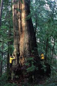 Attēlu rezultāti vaicājumam “Thuja plicata”