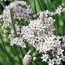 Image result for Schnittknoblauch