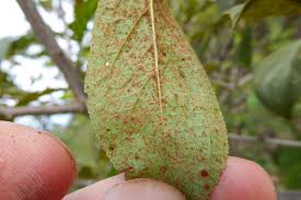 Attēlu rezultāti vaicājumam “Tranzschelia pruni-spinosae spores”