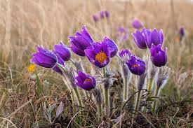 Attēlu rezultāti vaicājumam “Pulsatilla pratensis flower”