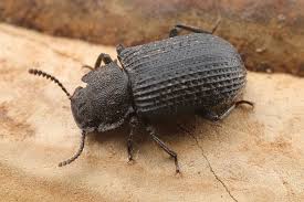 Attēlu rezultāti vaicājumam “Bolitophagus reticulatus larva”