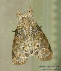 Attēlu rezultāti vaicājumam “Nolidae”