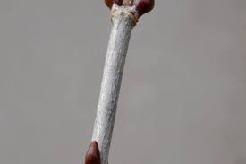 Attēlu rezultāti vaicājumam “Viburnum opulus bud”