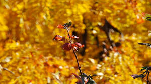 Image result for Cloth Of Gold Field Archery Club