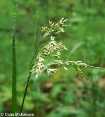 Attēlu rezultāti vaicājumam “Luzula luzuloides”