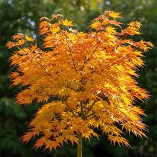 Image result for Acer palmatum `Orange Dream`