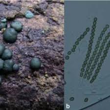Attēlu rezultāti vaicājumam “Hypocrea gelatinosa”