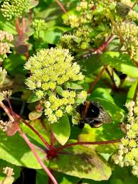 Attēlu rezultāti vaicājumam “Hylotelephium maximum flower”
