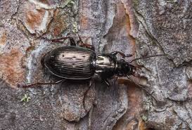 Attēlu rezultāti vaicājumam “Pterostichus quadrifoveolatus”