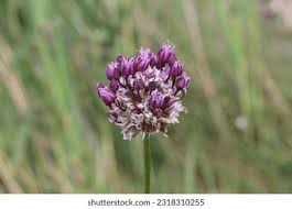 Attēlu rezultāti vaicājumam “Allium scorodoprasum”