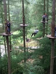 Image result for Go Ape! Dalby