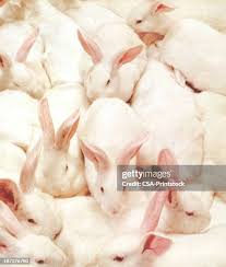 Image result for white rabbit skin texture