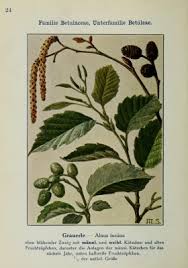 Attēlu rezultāti vaicājumam “Alnus incana fruit”