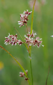 Attēlu rezultāti vaicājumam “Luzula luzuloides”