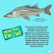 Image result for Centropomus undecimalis