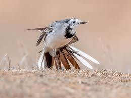 Attēlu rezultāti vaicājumam “Motacilla alba nest”