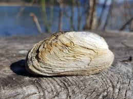 Attēlu rezultāti vaicājumam “Unio crassus”