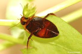 Attēlu rezultāti vaicājumam “Hydaticus transversalis”