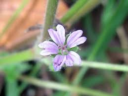 Attēlu rezultāti vaicājumam “Geranium molle flower”