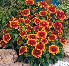 Image result for Gaillardia amblyodon