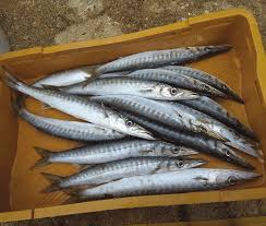 Image result for Sphyraena viridensis