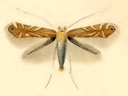 Attēlu rezultāti vaicājumam “Phyllonorycter sp.”