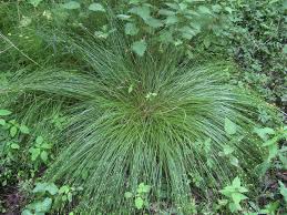 Attēlu rezultāti vaicājumam “xComagaria rosea”