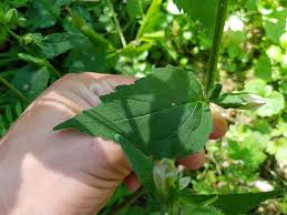 Attēlu rezultāti vaicājumam “Campanula trachelium bud”