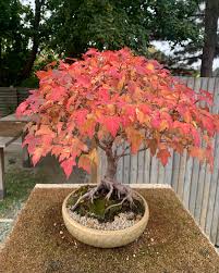 Attēlu rezultāti vaicājumam “Acer tataricum subsp. ginnala flower”