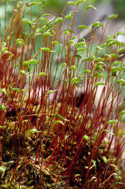 Attēlu rezultāti vaicājumam “Dicranum scoparium sporophyte”