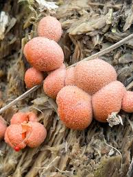 Attēlu rezultāti vaicājumam “Lycogala botrydium young”