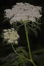 Attēlu rezultāti vaicājumam “Selinum carvifolia fruit”