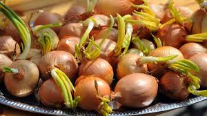 Image result for Zwiebeln