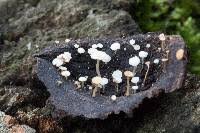 Attēlu rezultāti vaicājumam “Hymenoscyphus fructigenus var. coryli”