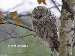 Attēlu rezultāti vaicājumam “Strix uralensis adult”