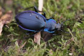Attēlu rezultāti vaicājumam “Carabus violaceus”