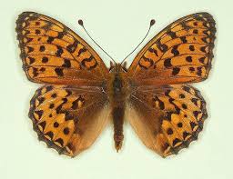 Attēlu rezultāti vaicājumam “Argynnis aglaja”