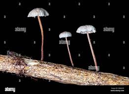 Attēlu rezultāti vaicājumam “Marasmius sp.”