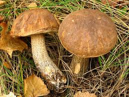 Attēlu rezultāti vaicājumam “Leccinum scabrum”