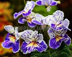 Image result for Streptocarpus