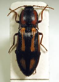 Attēlu rezultāti vaicājumam “Selatosomus cruciatus”