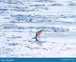 Attēlu rezultāti vaicājumam “Limosa lapponica adult”