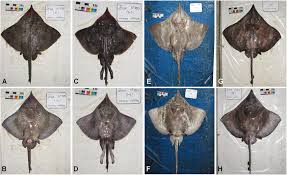 Image result for Dipturus laevis