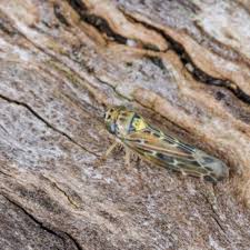 Attēlu rezultāti vaicājumam “Lamprotettix nitidulus”